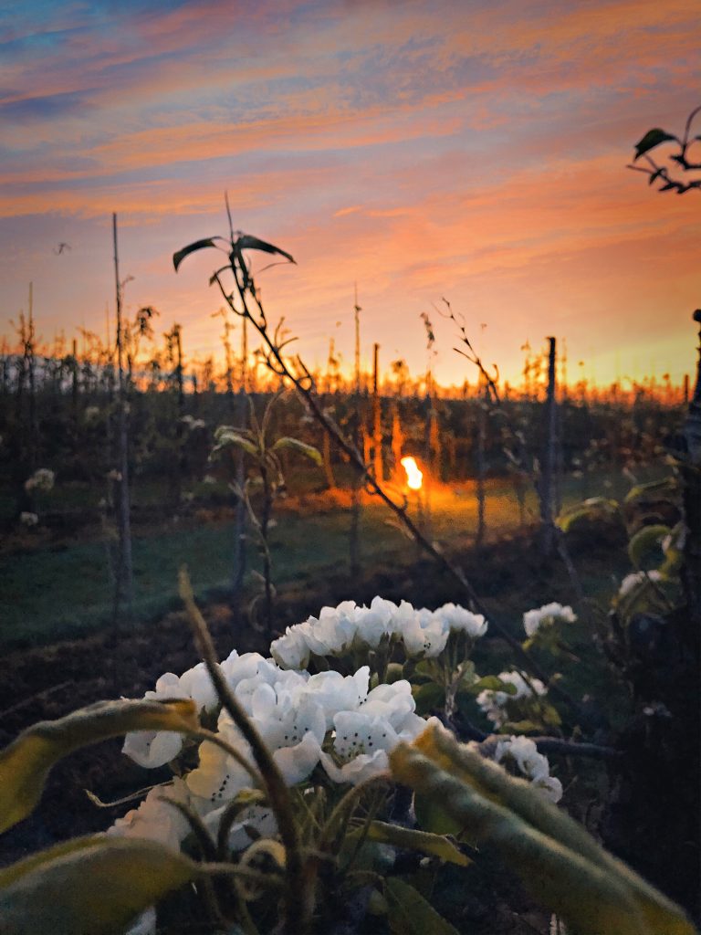 Zonsondergang tijdens een avondwandeling tussen de bloesems