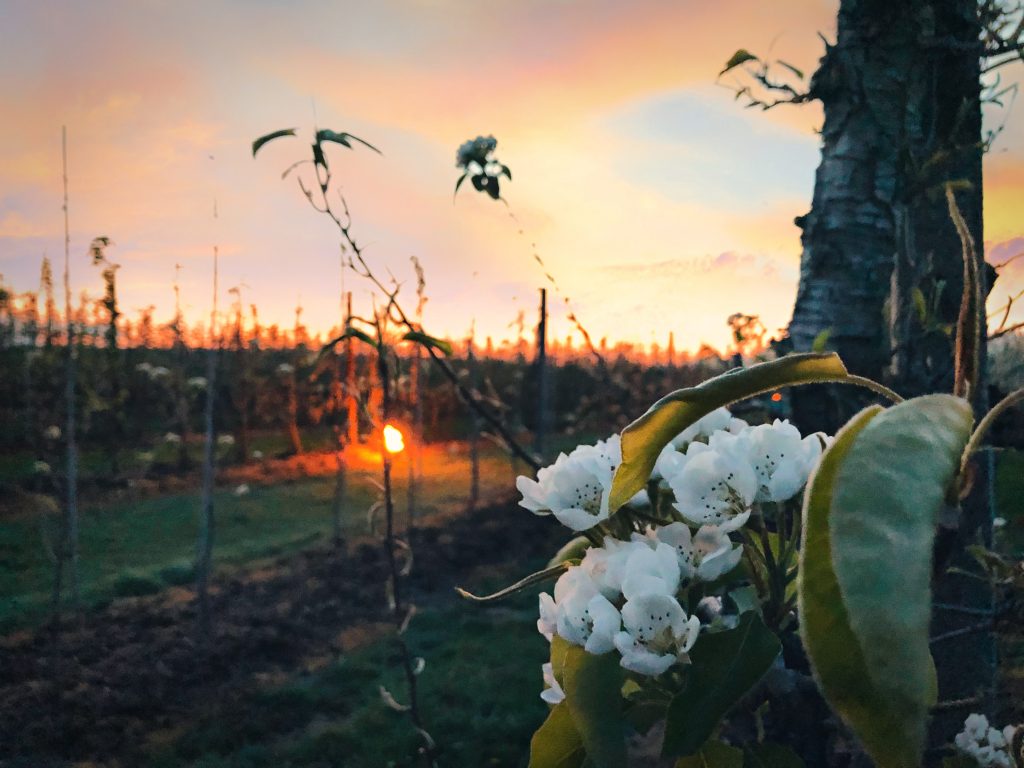 avondwandeling tussen de bloesems met vuurpotten