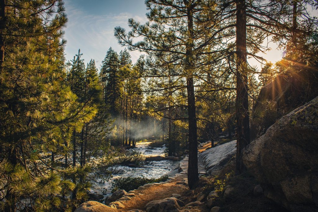 Sequoia NP