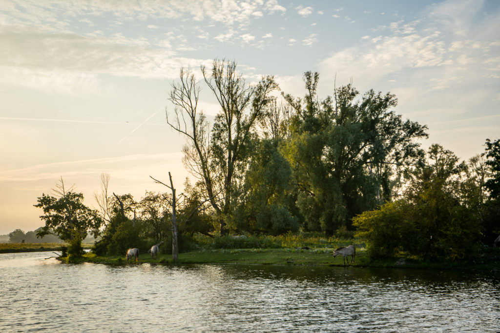 Konikpaarden in Rivierpark Maasvallei