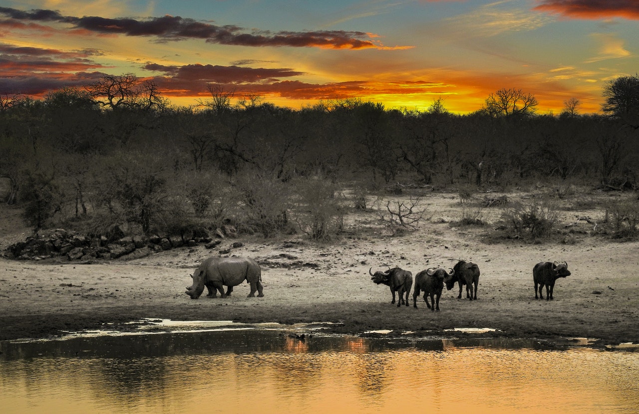 In gezelschapsspellen op safari langs de Afrikaanse savanne