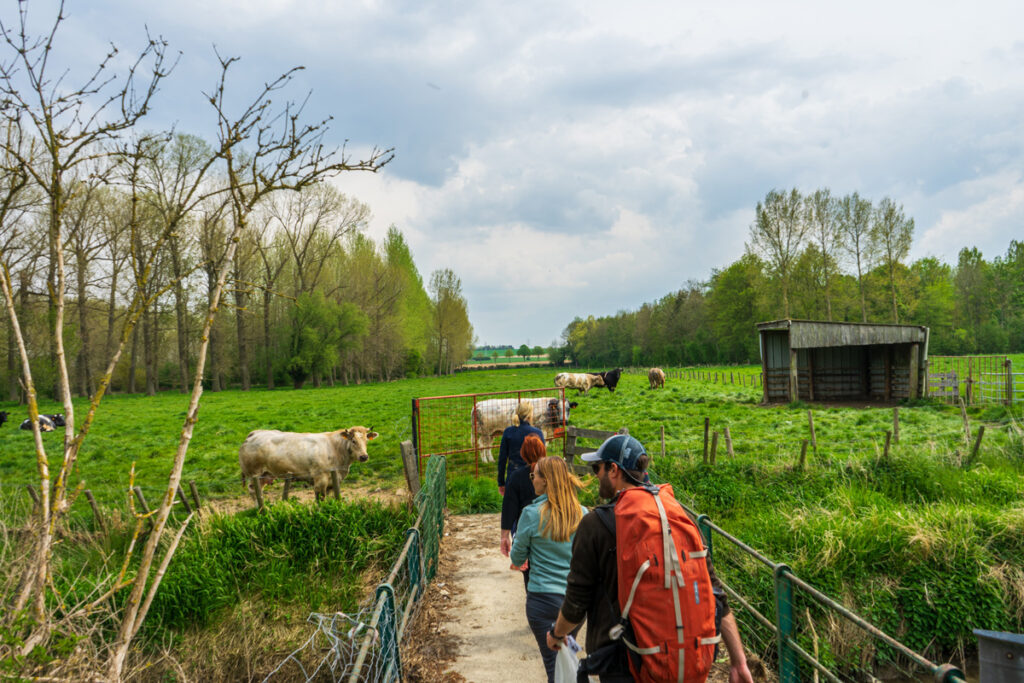 Hike langs de oevers van de Kleine Gete terug naar de Kasteelhoeve.