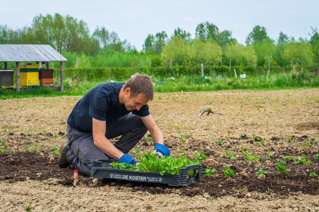 Alle groenten komen uit hun eigen moestuin.