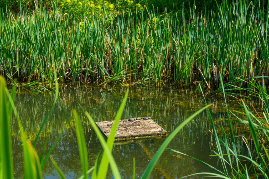 De natuurlijke zwemvijver als thuis voor heel wat fauna en flora.