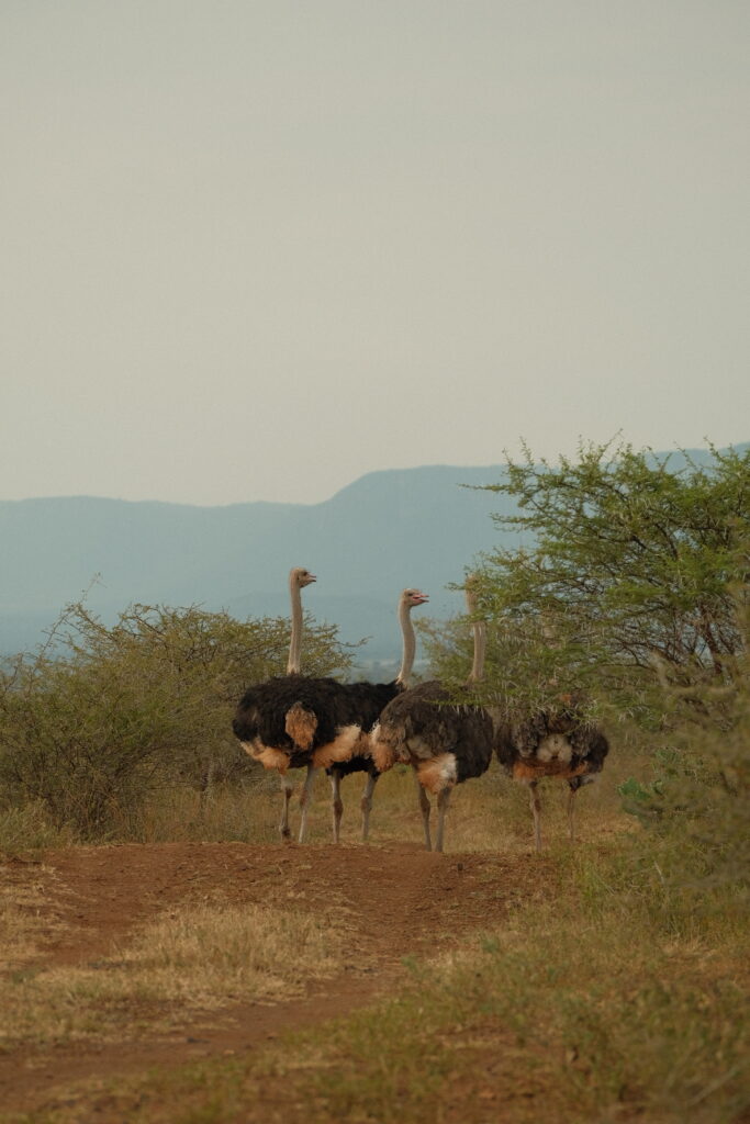 Ostriches in Pongola Game Reserve