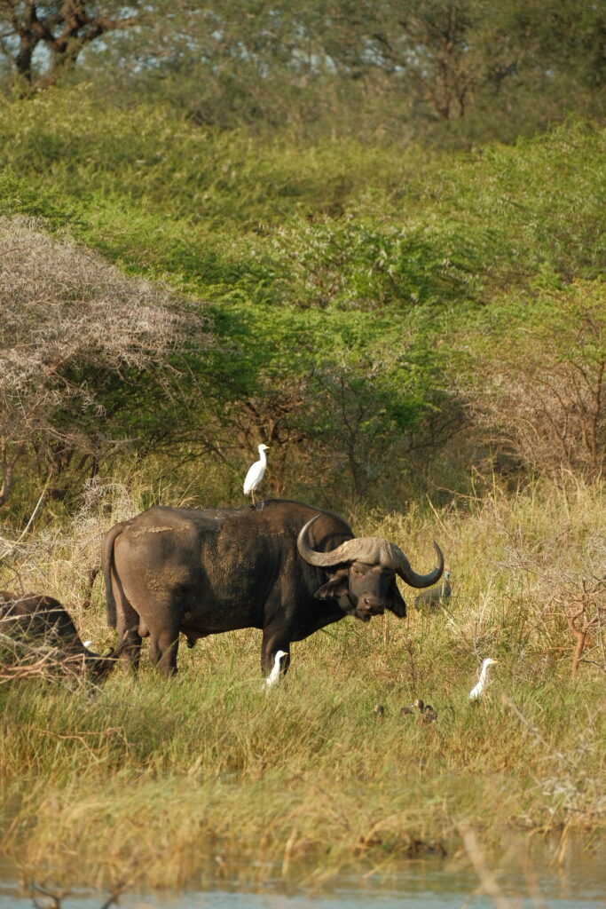 Buffalo, one of the big five