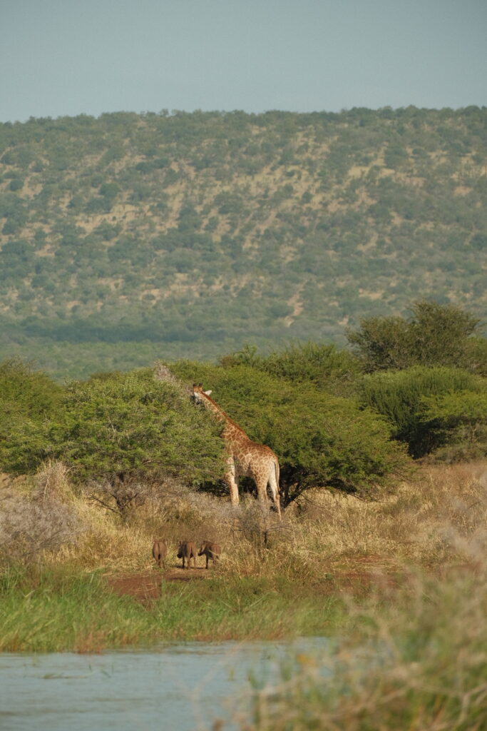 Giraffe & warthogs in Pongola Game Reserve