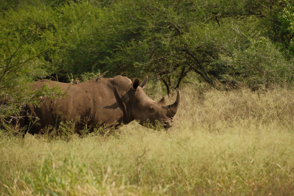White rhino in Pongola Game Reserve