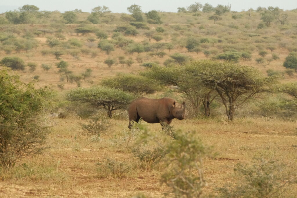 Black Rhino in Pongola Game Reserve