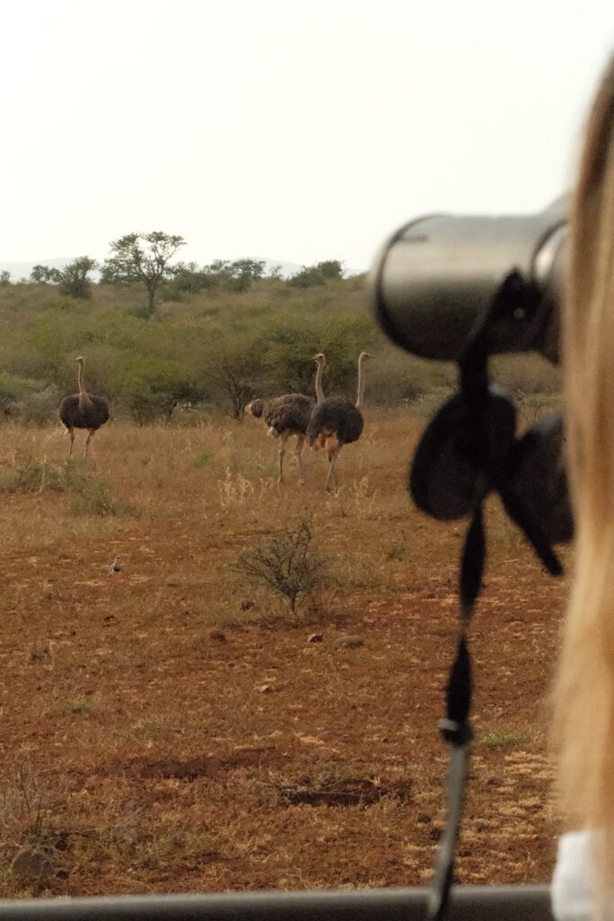 Spotting some ostriches