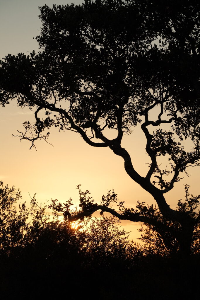 Sunset in Kruger National Park