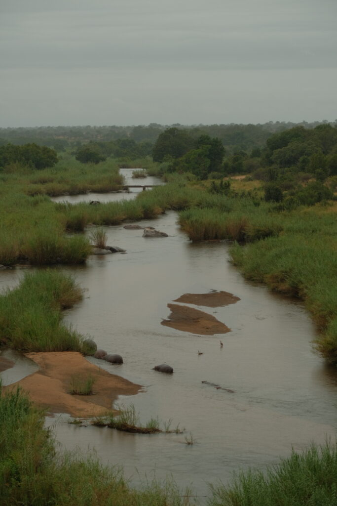 hippos and elephant in Sabie River