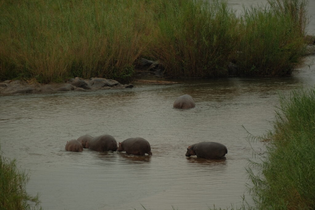 Hippos walking through the Sabie River