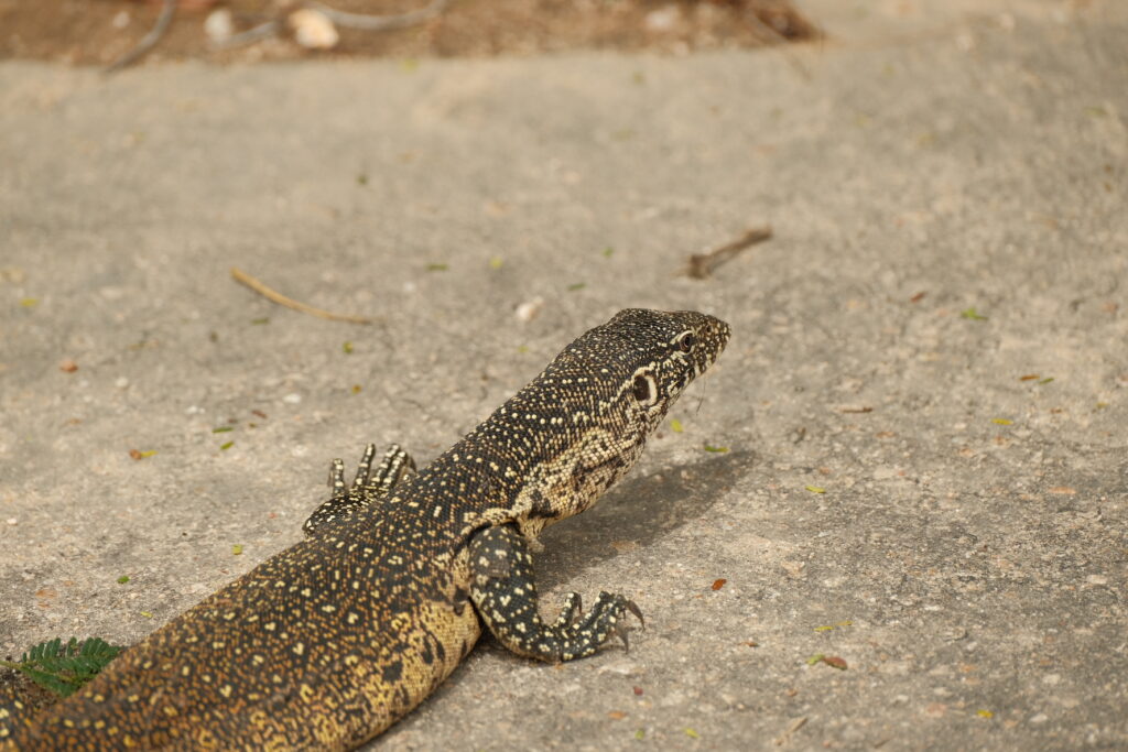 Kruger National Park self-drive