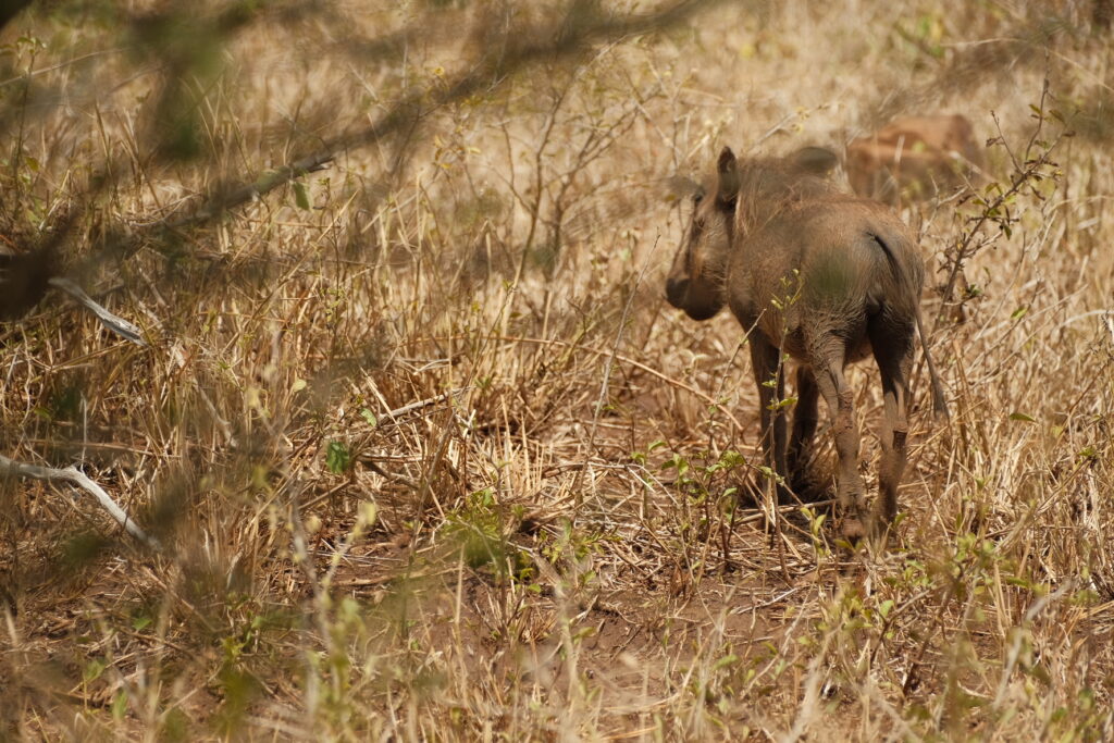 Kruger National Park self-drive