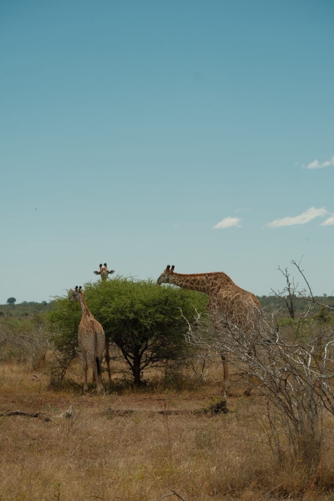 Kruger National Park self-drive