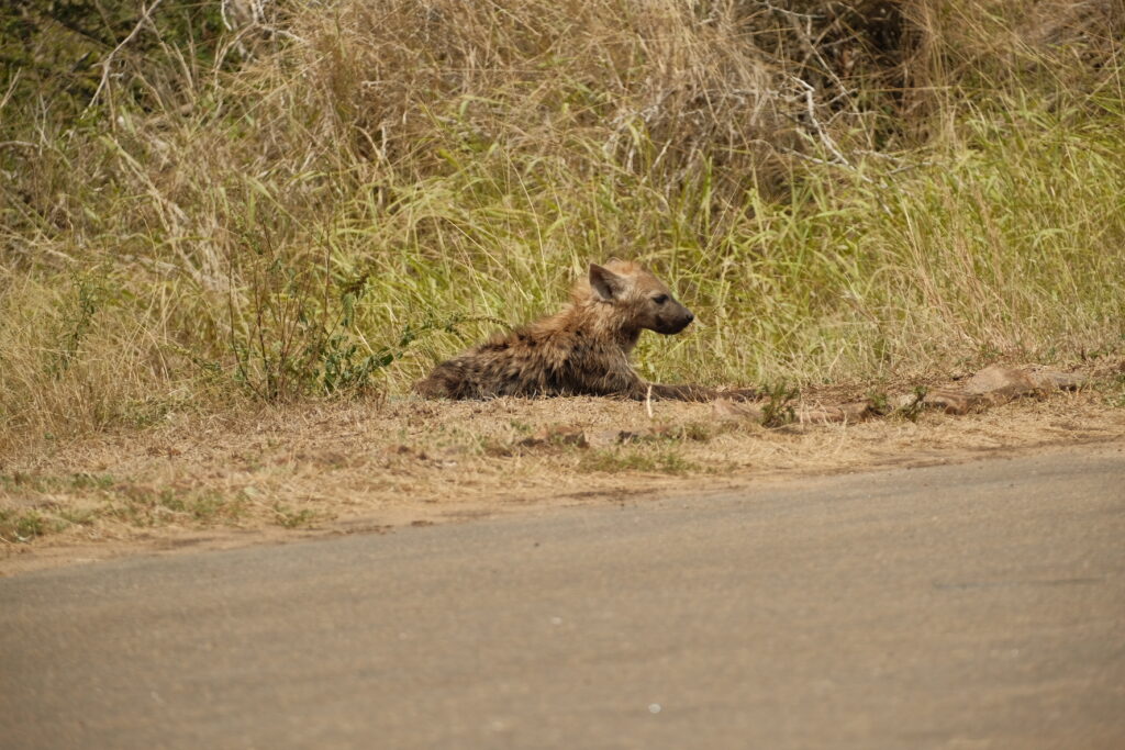 Kruger National Park self-drive