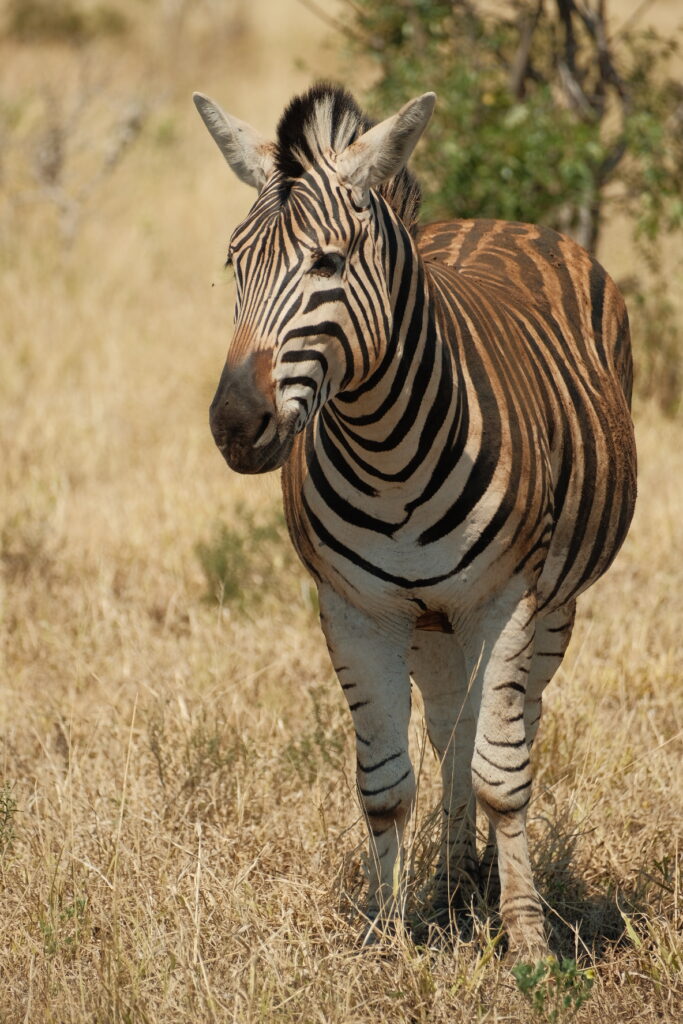 Kruger National Park self-drive