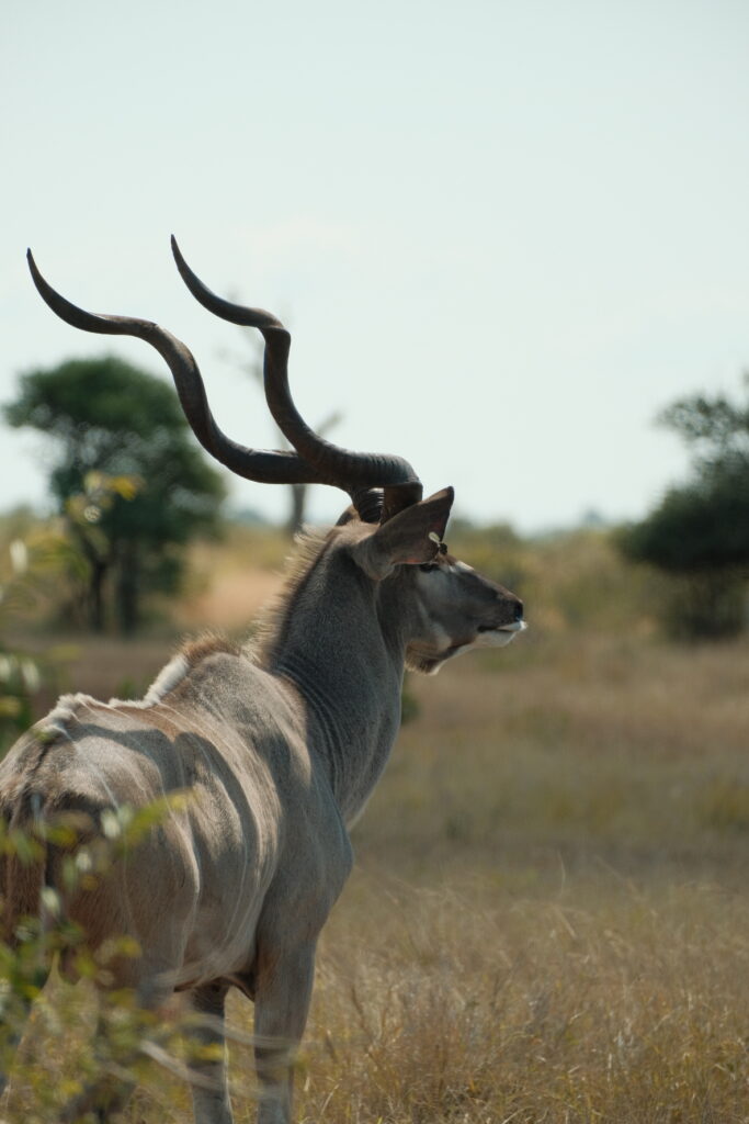 Kruger National Park self-drive