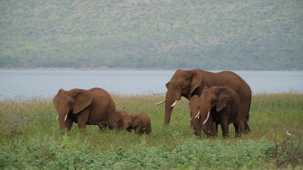 Elephant family during sunset at Lake Jozini in Pongola Game Reserve, South Africa